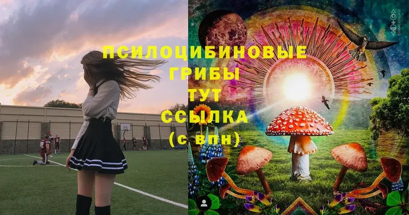 наркошоп  Анадырь  Псилоцибиновые грибы Psilocybe 